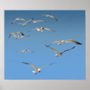 Buscar multitud posters Gaviota
