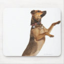 Buscar familiaris del canis Integral