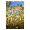 Buscar oro brillante posters Amarillo