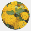 Buscar lantana pegatinas Amarillo