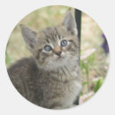 Buscar tabby pegatinas Bebé