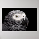 Buscar loro gris posters Fotografía