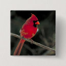 Buscar cardenales chapas Pájaro
