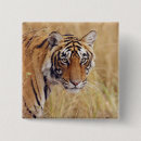 Buscar tigre real Vida silvestre