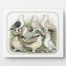 Buscar palomas placas fotograbadas Ave