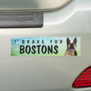 Buscar bostons Perro