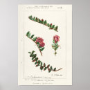 Buscar arbusto posters Flores