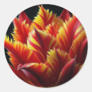 Buscar loro rojo pegatinas Floral