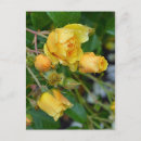 Buscar floral p postales Para todos