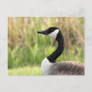 Buscar gansos canadienses postales Caza