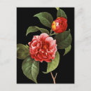 Buscar pierre joseph redoute postales Ilustracion floral