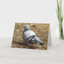 Buscar paloma del blanco tarjetas Pájaro