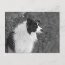 Buscar perro blanco negro postales Para todos