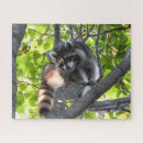 Buscar mapaches puzzles Naturaleza