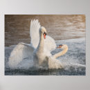 Buscar cisnes salvajes posters Animales