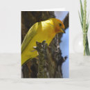 Buscar aletas fotografía Fotografía de pájaro