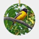 Buscar baltimore fotografía Naturaleza