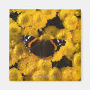 Buscar aster imanes Mariposa