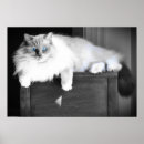 Buscar ojos de gatos posters Gato lindo
