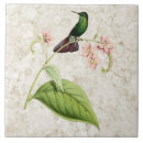 Buscar colibrí y flores azulejos Tropical