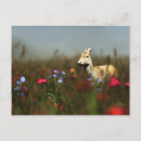 Buscar rogar postales Venado