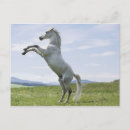 Buscar caballo de salto postales Exterior