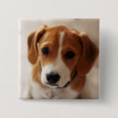 Buscar beagle chapas Perro