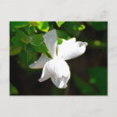 Buscar gardenias postales General y unisex