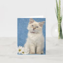 Buscar ragdoll tarjetas Gatos