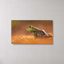 Buscar toro lienzos Ranas