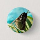 Buscar mariposa marrón pins Naturaleza