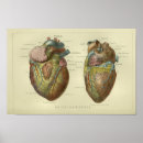 Buscar corazón humano posters Anatomía