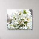 Buscar hortensia lienzos Botánico