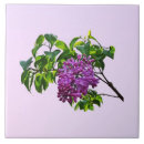 Buscar lila azulejos Primavera