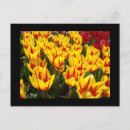 Buscar tulipán amarillo postales Para ella