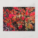 Buscar busho postales Floral