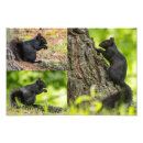 Buscar ardilla negra posters Negro