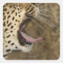 Buscar bostezo pegatinas Animal