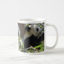 Buscar oso gigante tazas Panda