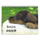 Buscar dachshund calendarios Perrito