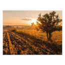 Buscar árbol solitario posters Paisaje