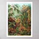 Buscar belleza posters Cosecha