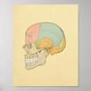 Buscar hueso temporal Occipital