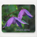 Buscar clematis alfombrillas de raton Foto