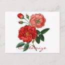 Buscar rosa roja postales Jardinería