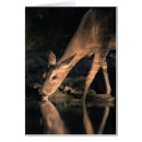 Buscar ungulates Fauna