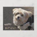 Buscar perrito feliz tarjetas General y unisex