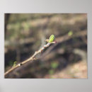 Buscar bifurcaciones fotografía Naturaleza