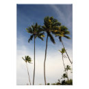 Buscar árbol de coco posters Playa