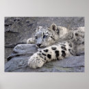 Buscar onzas posters Leopardos